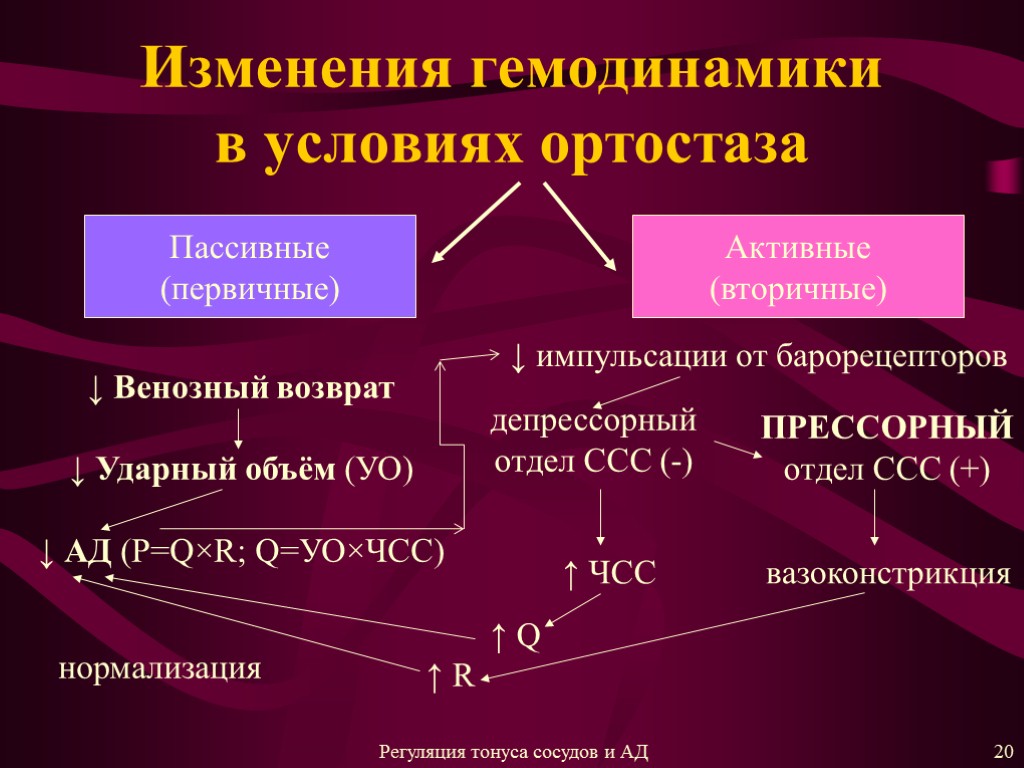 Изменения гемодинамики в условиях ортостаза Пассивные (первичные) Активные (вторичные) ↓ Венозный возврат ↓ Ударный